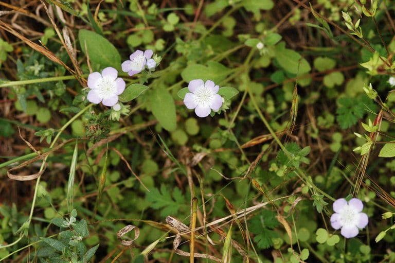Phacelia 2