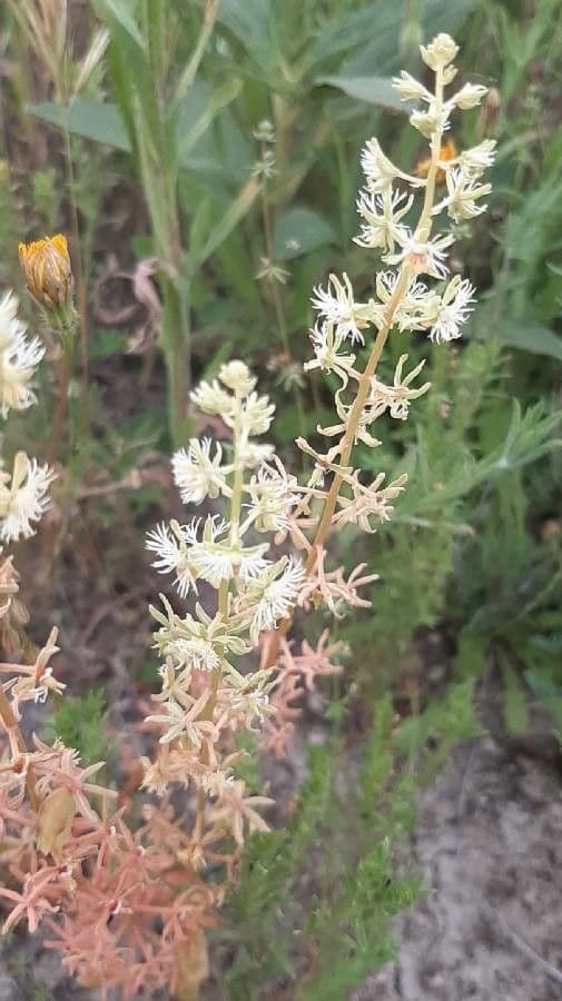 Reseda comune 23
