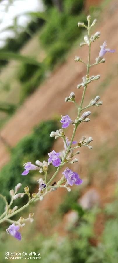 Vitex 4
