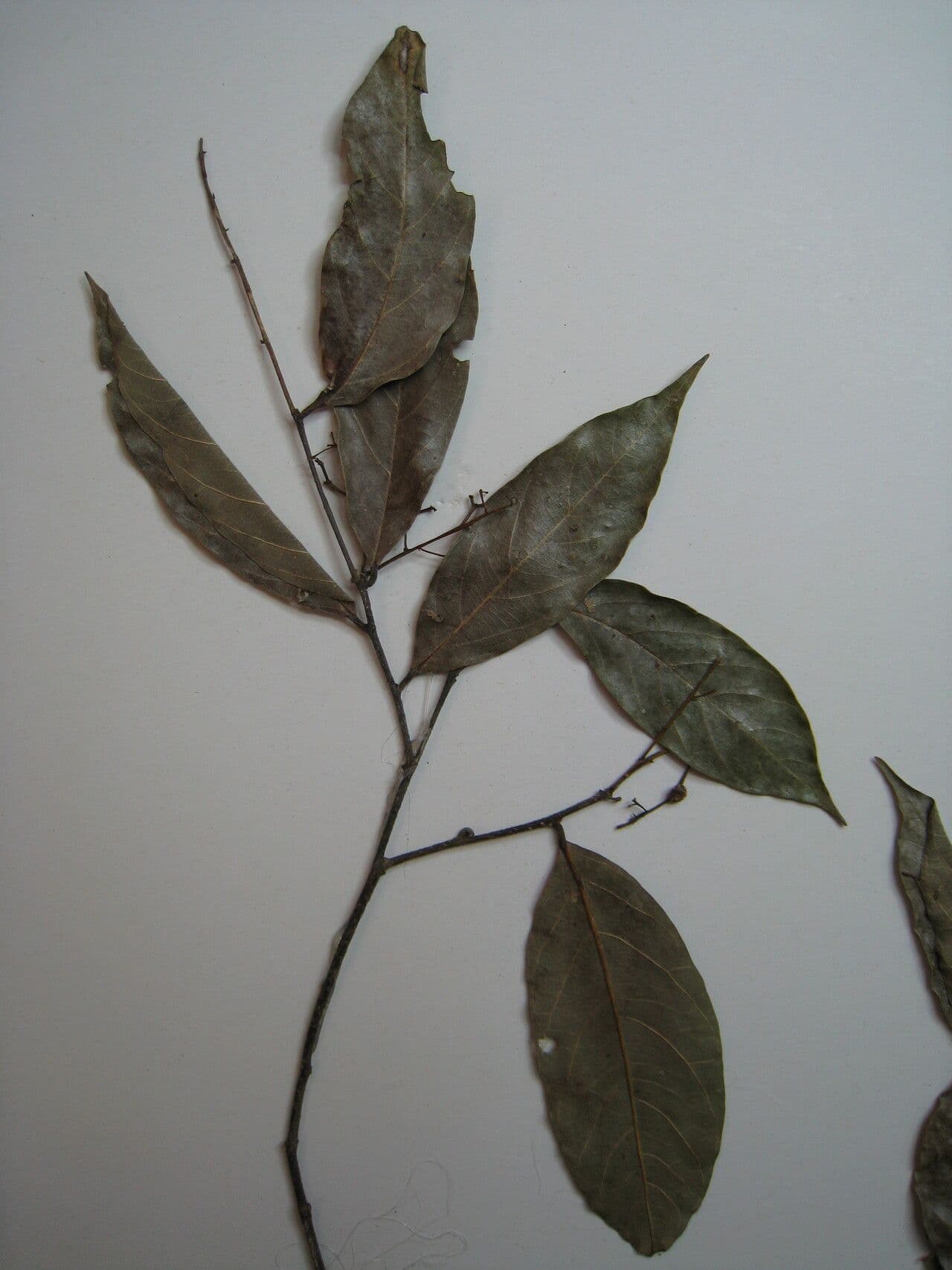 Licania 12