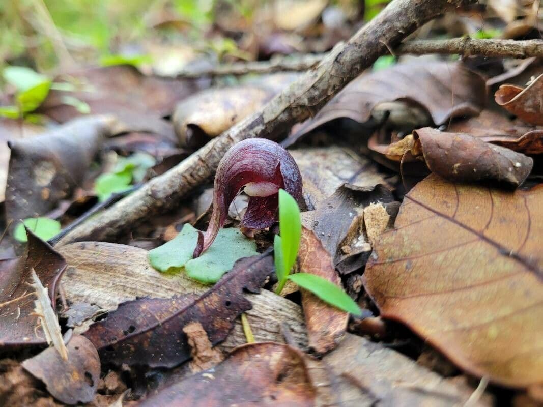 Corybas 7