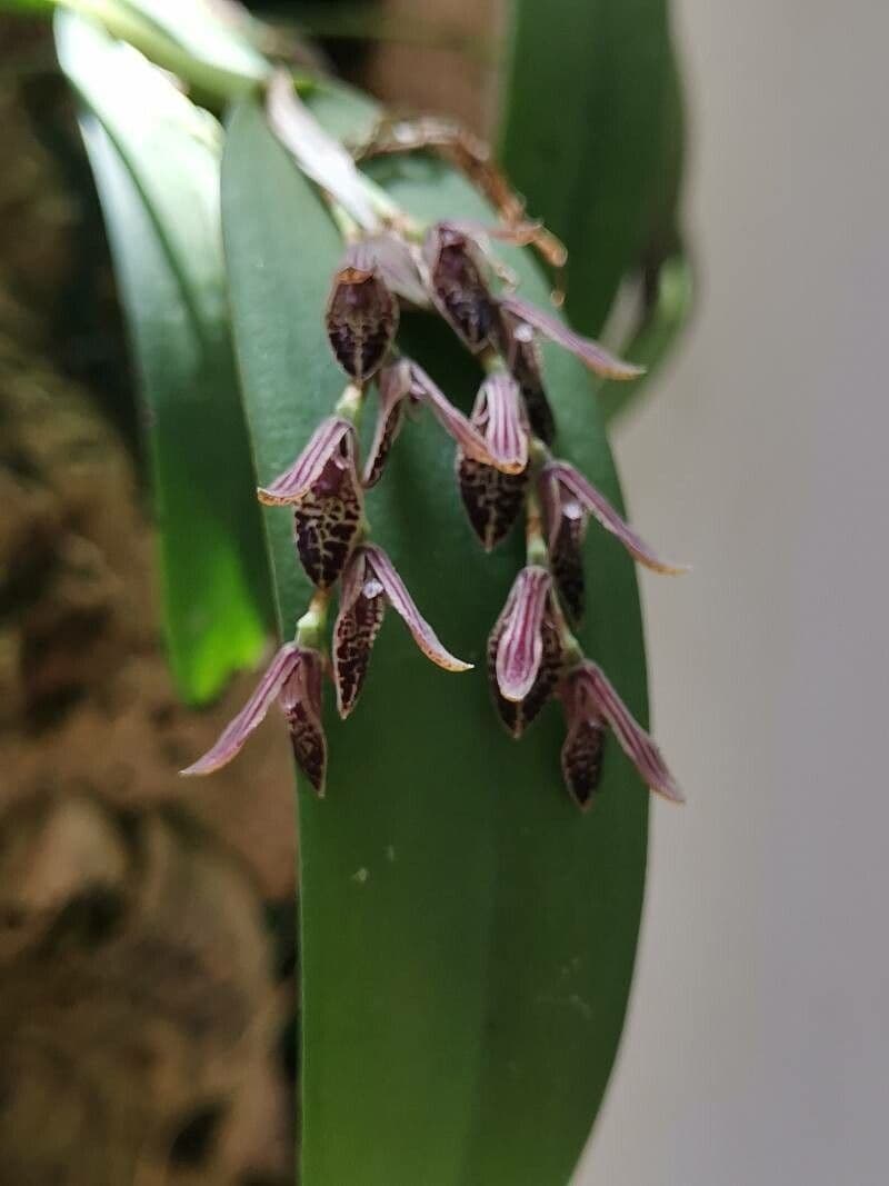 Acianthera 4
