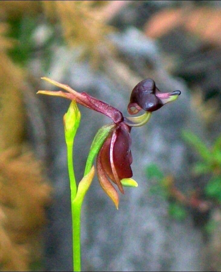 Caleana major