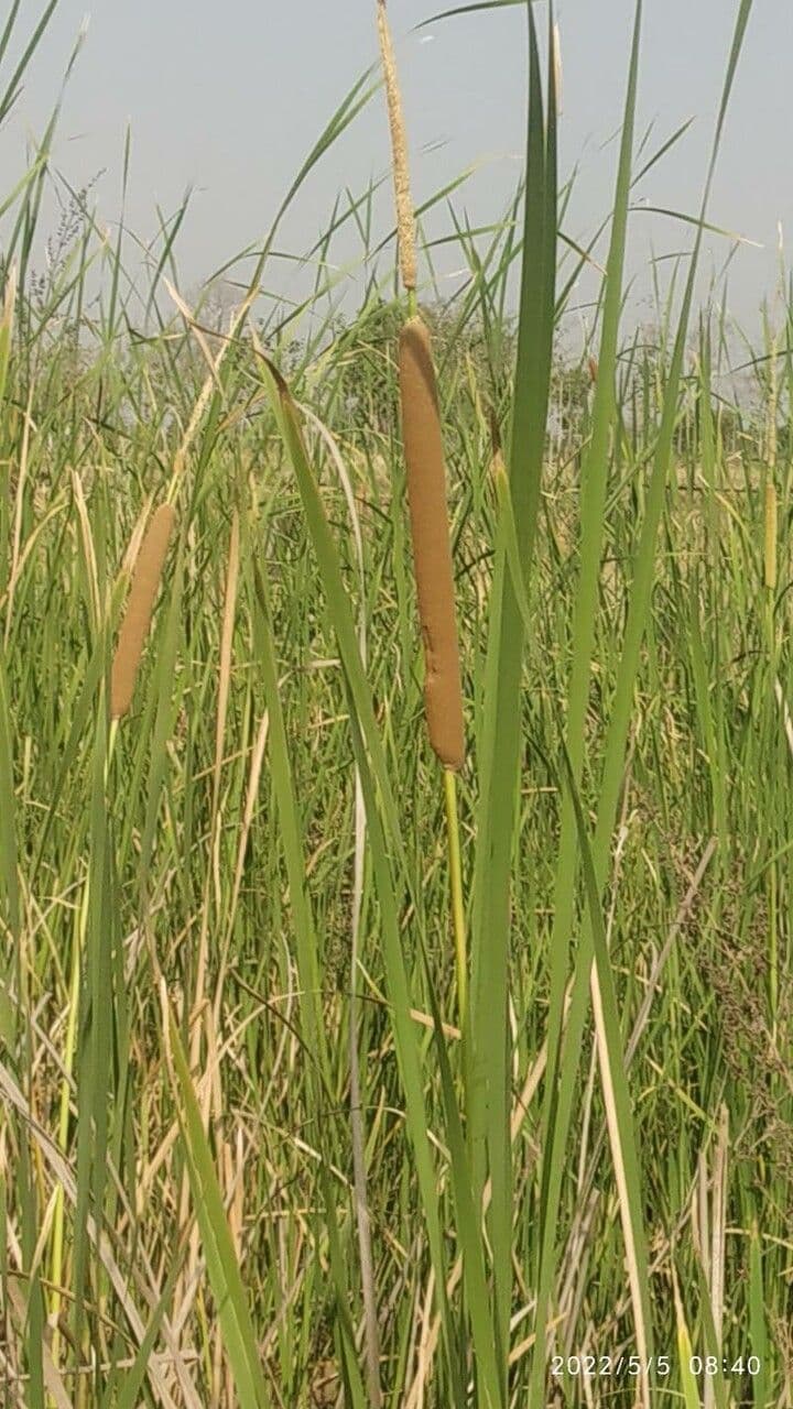 Totora 4