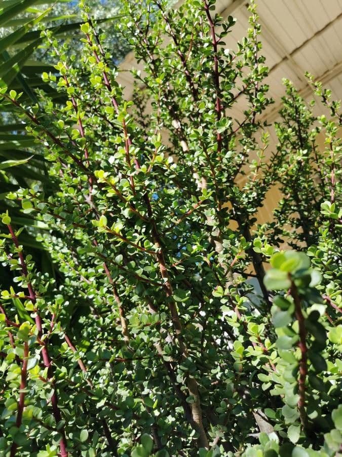 Portulacaria afra 28