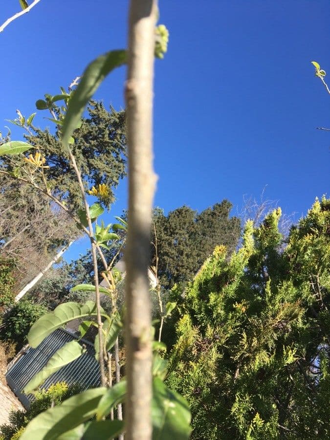 Cestrum arancione 15