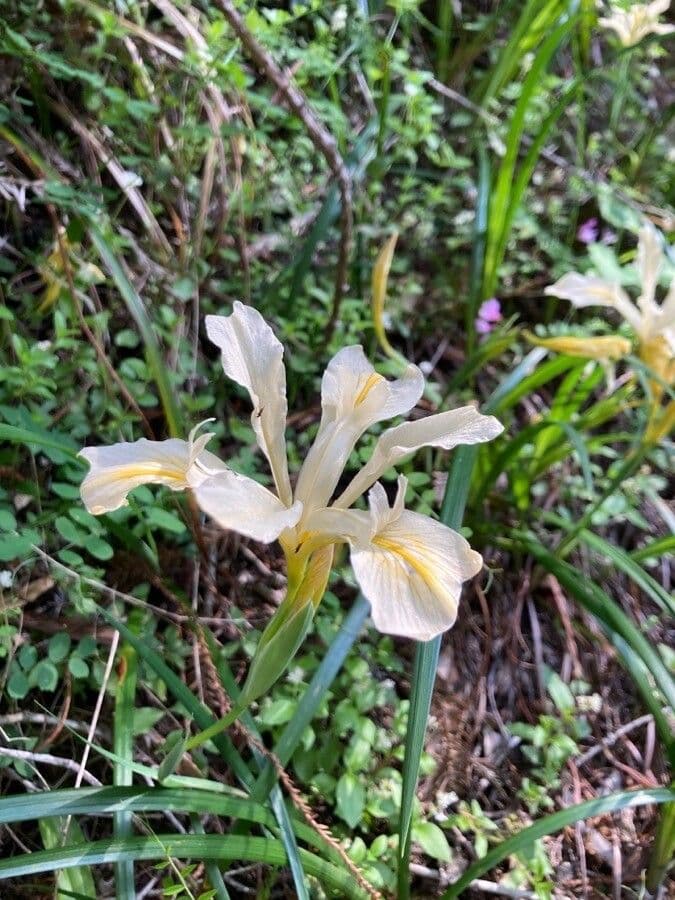 Iris 5