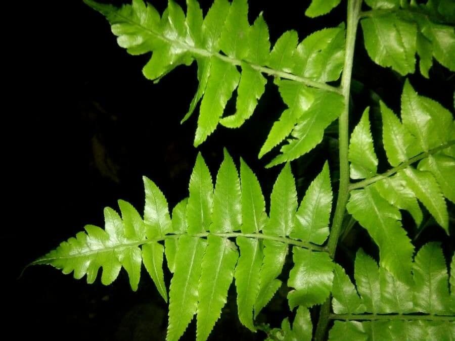 Essbare Diplazium 6
