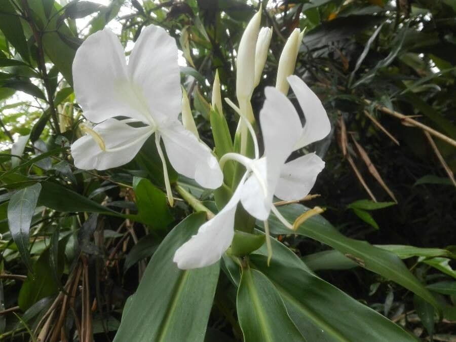 Hedychium coronarium 8