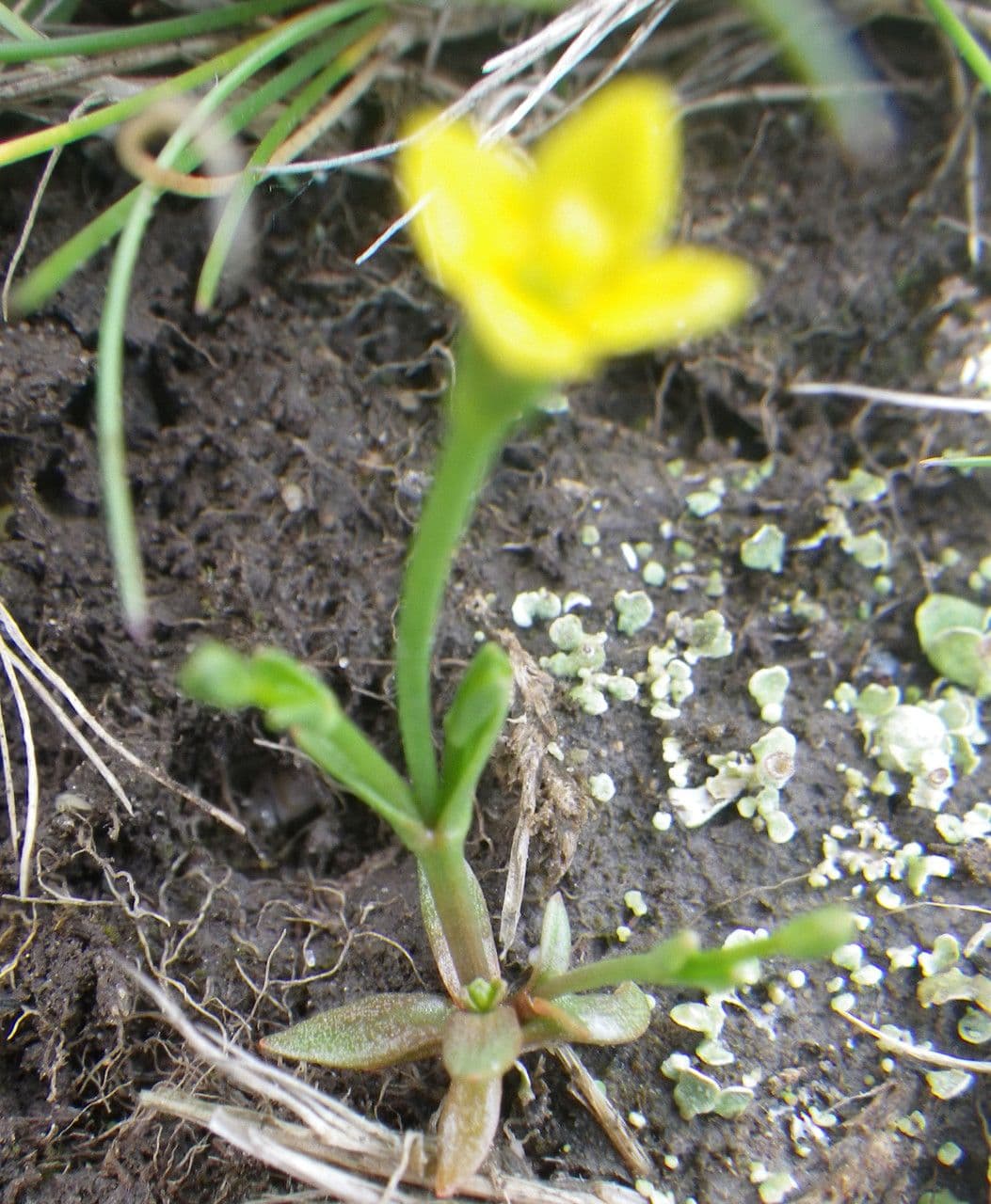 Cicendia filiformis 13