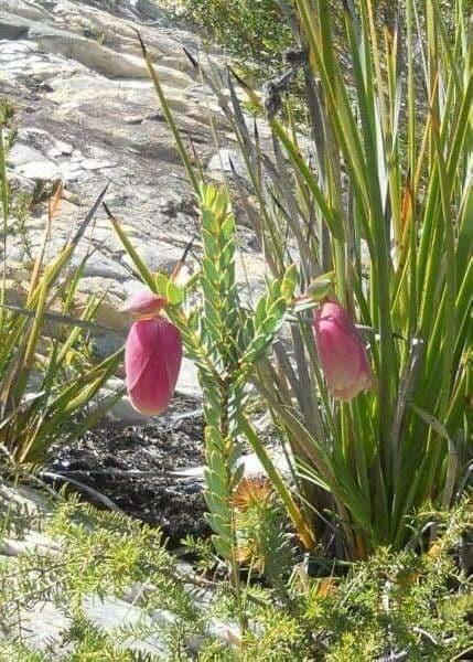 Pimelea