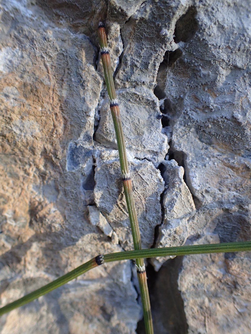 Equiseto variegato 8