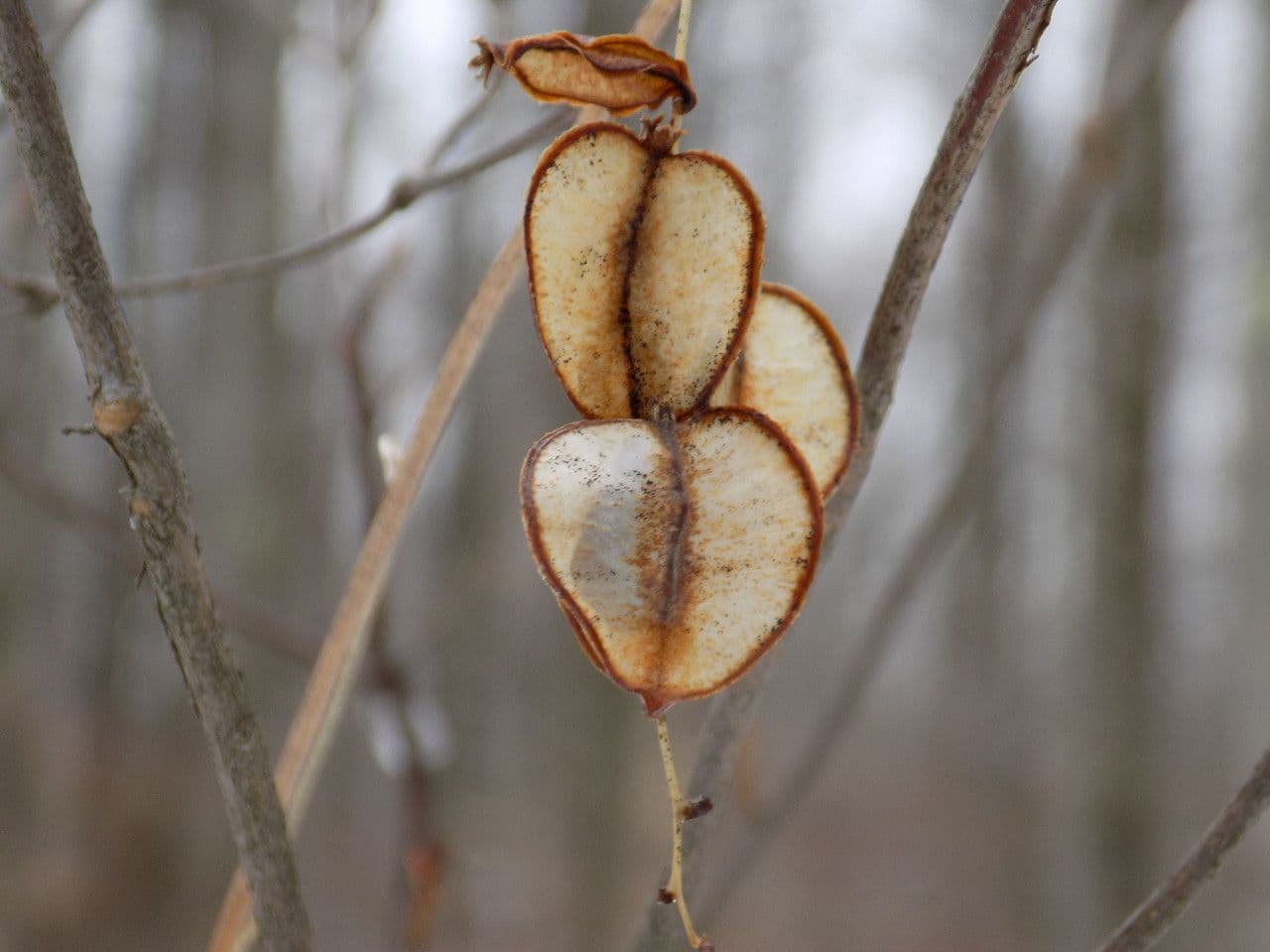 Dioscorea villosa 2