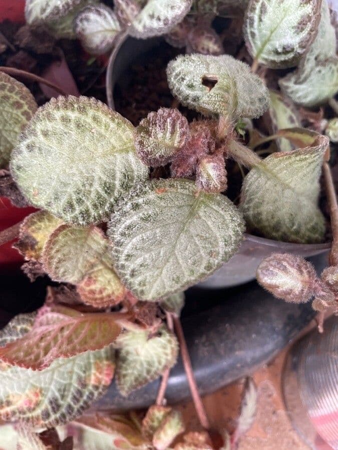 Episcia 16