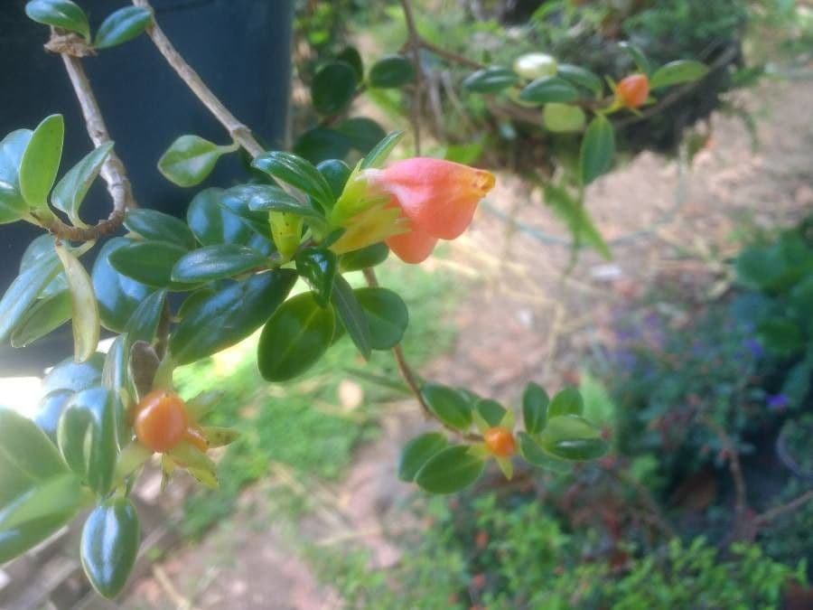 Nematanthus 4
