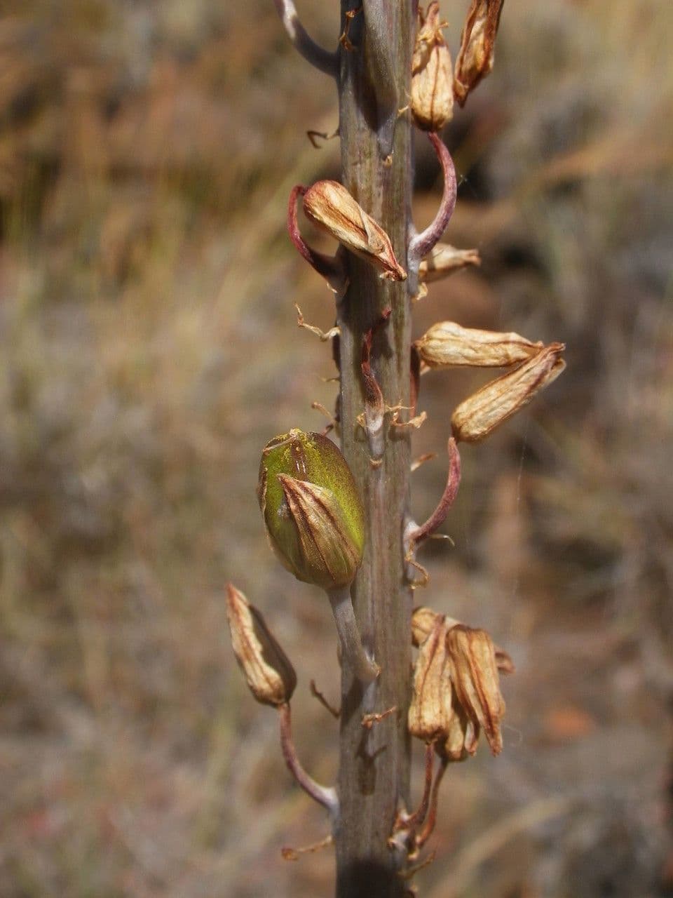 Drimia 5