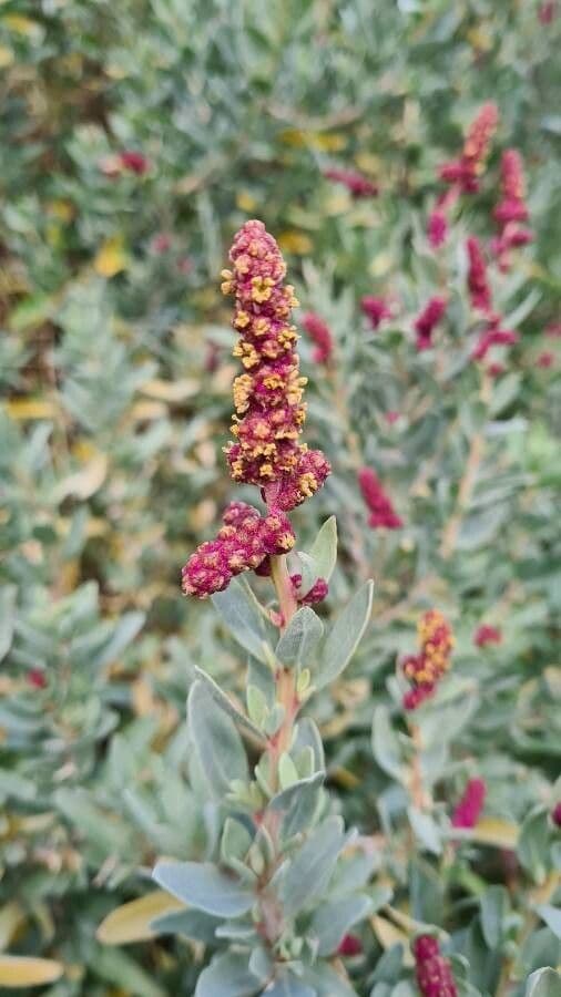 Atriplice cinerea 3