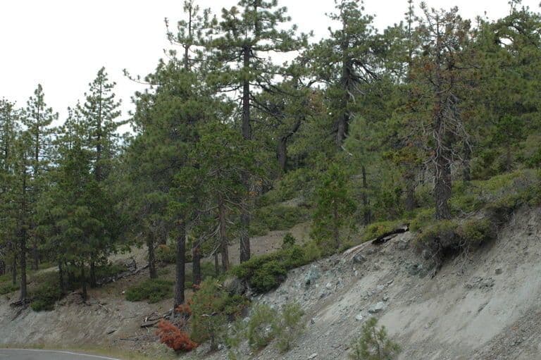 Arctostaphylos 11