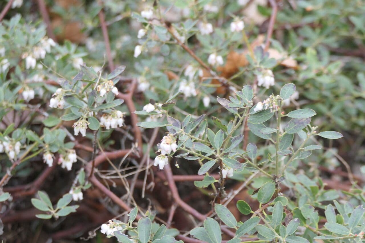 Manzanita