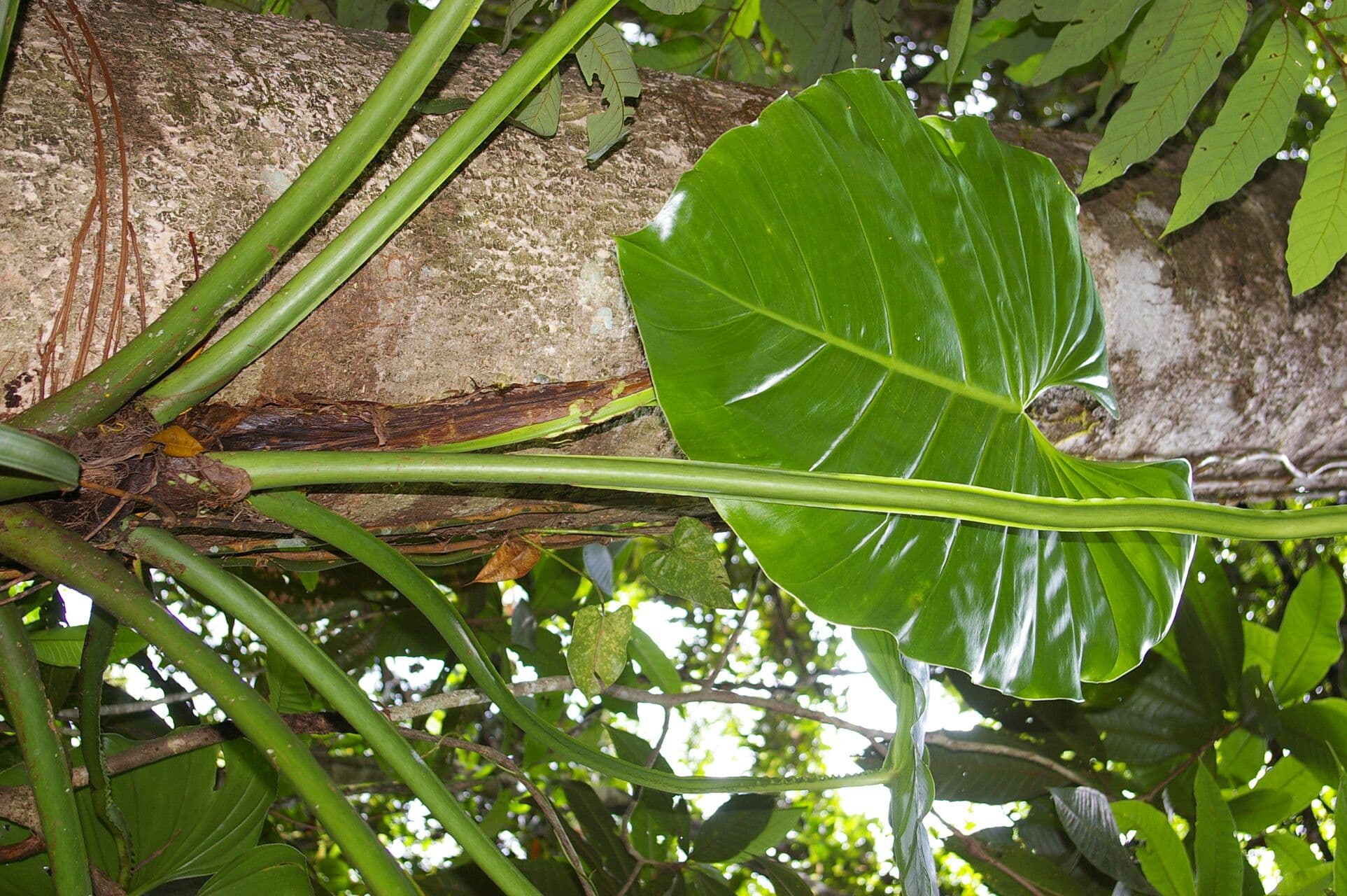 Filodendro 4