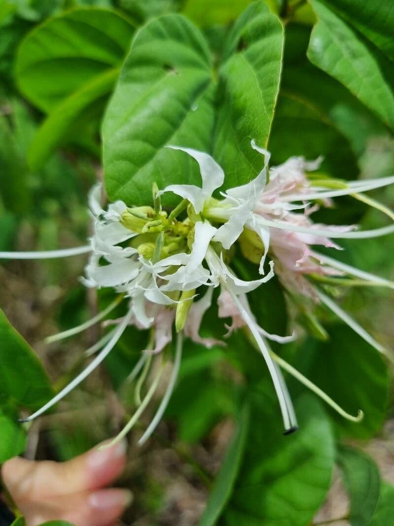 Bauhinia divaricata 2