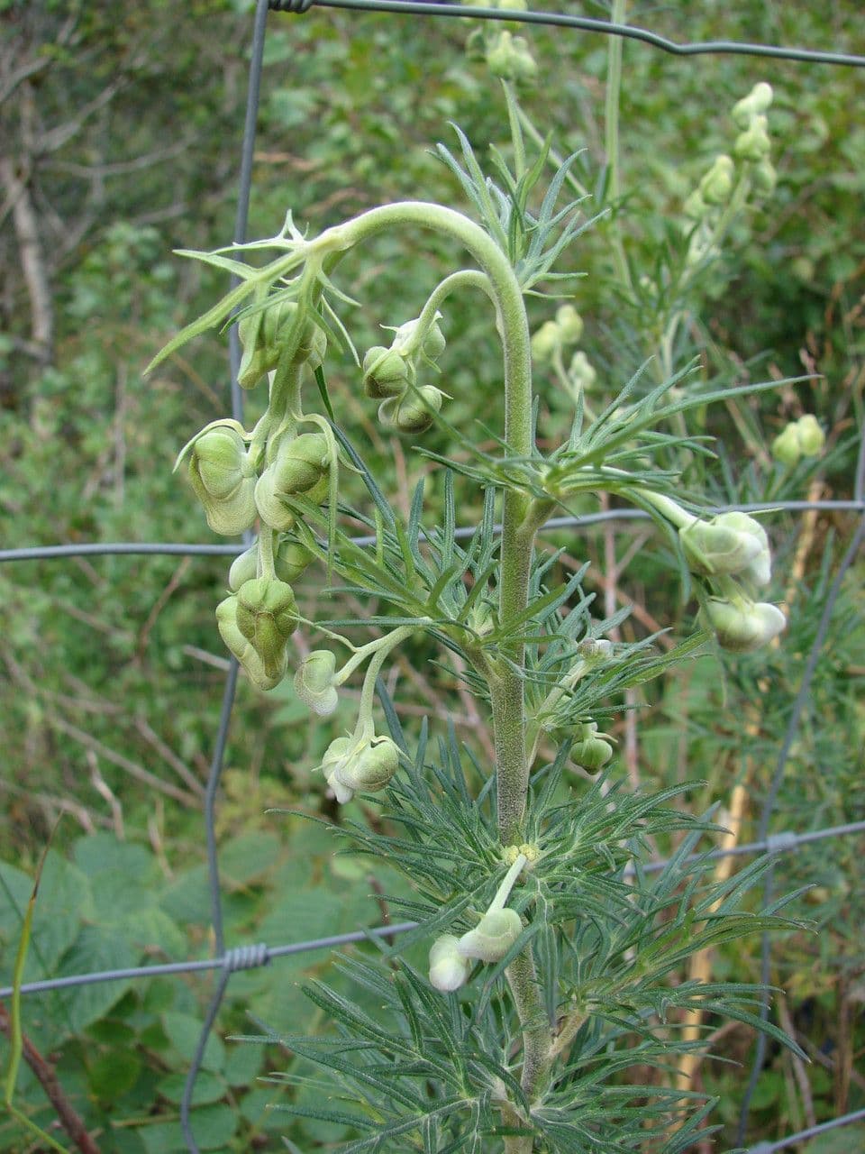 Aconito anthora 27