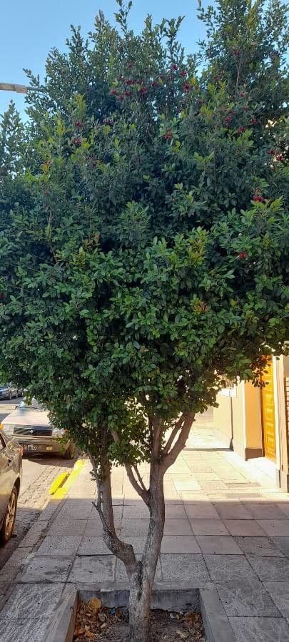 Syzygium 8