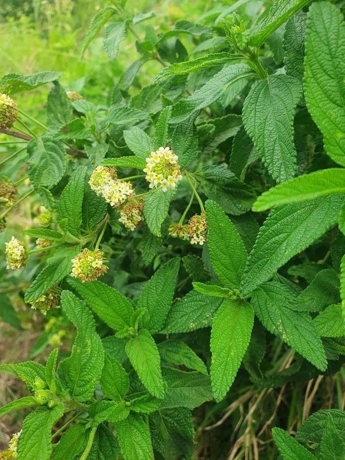 Lippia 3