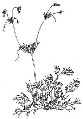 Hängendes Kränzelkraut 18