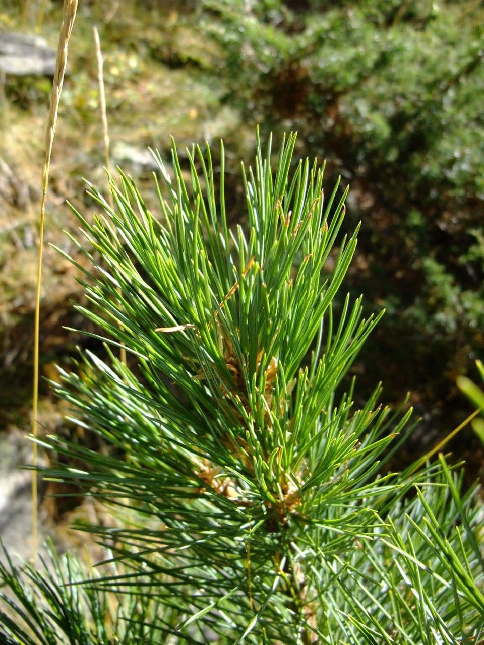 Borovice limba 29