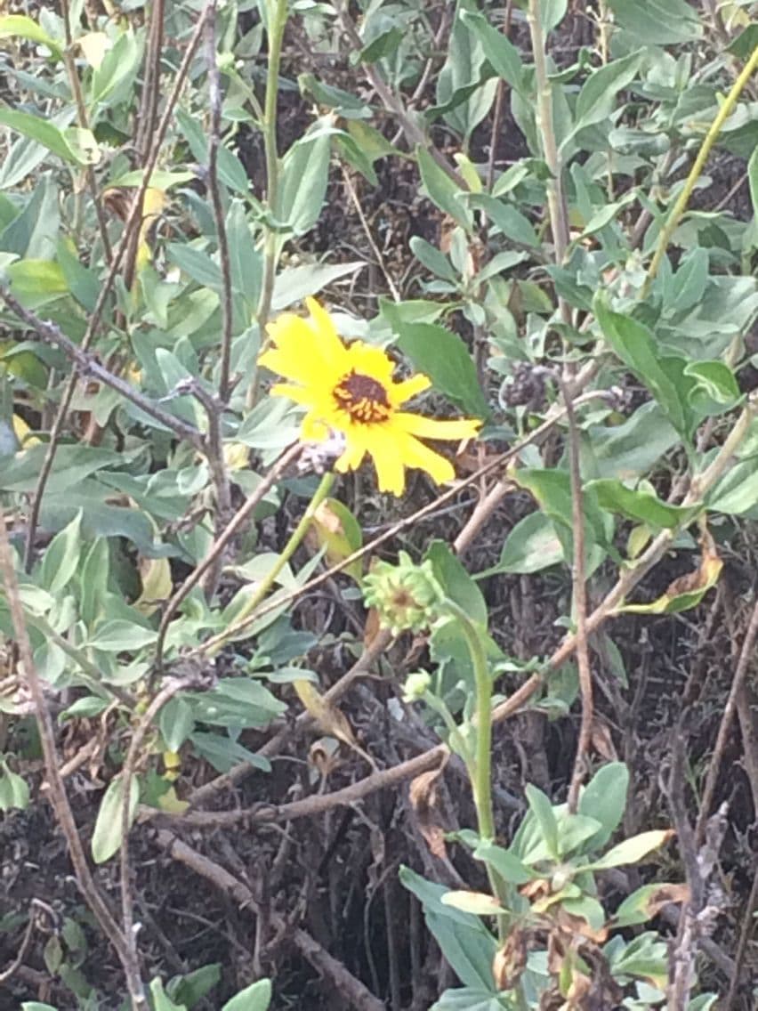 Encelia kalifornská 10