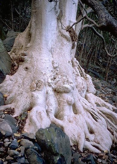 Cabbagetree 18