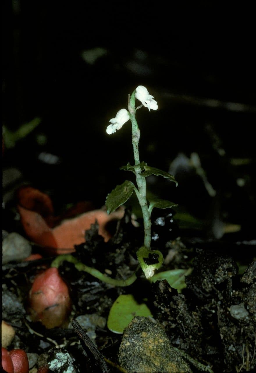 Appendicula