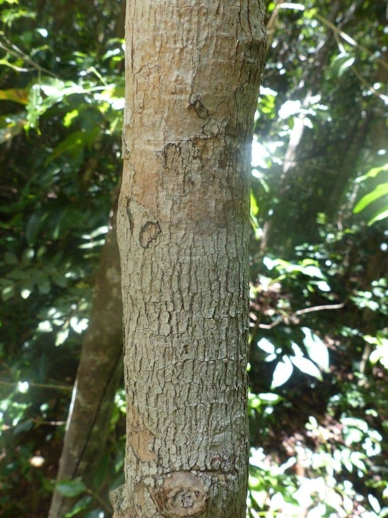 Thiollierea 14