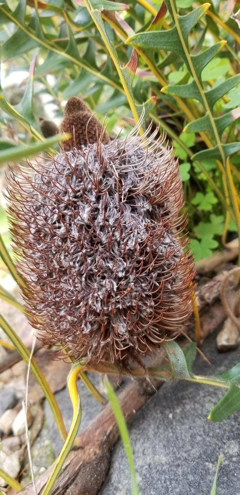 Banksia 2