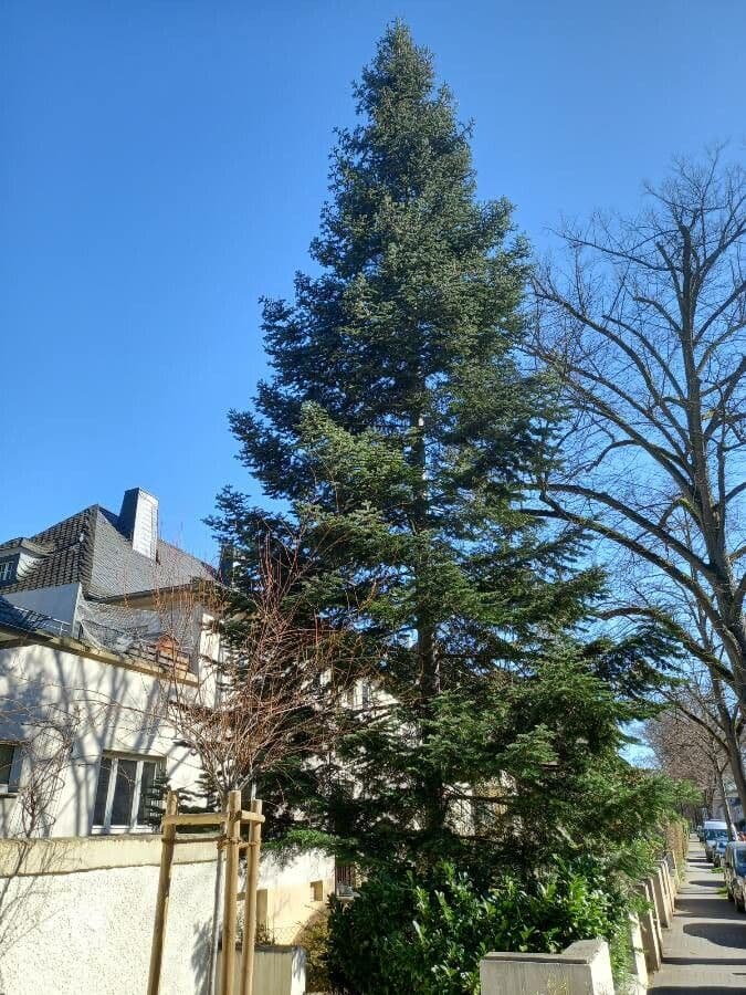 Sapin géant 6