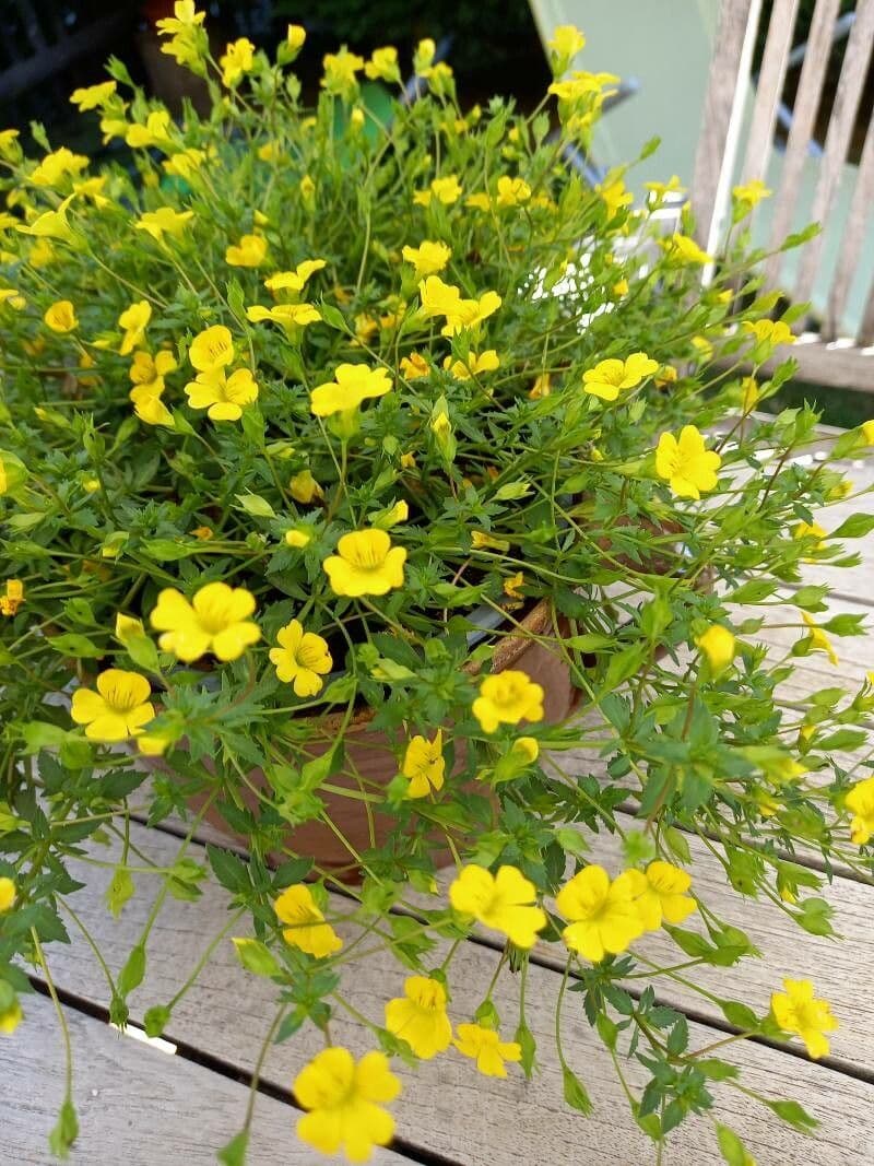 Mecardonia procumbens 7
