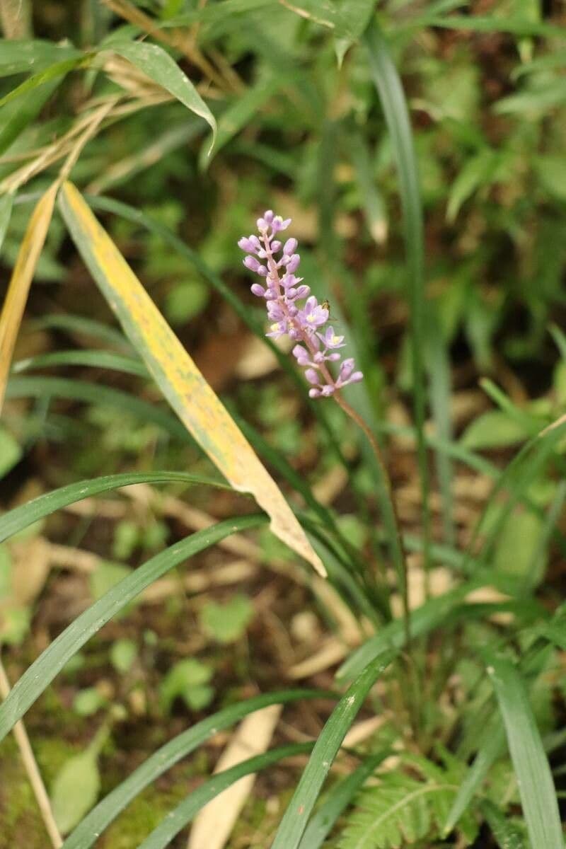 Liriope spicata 6