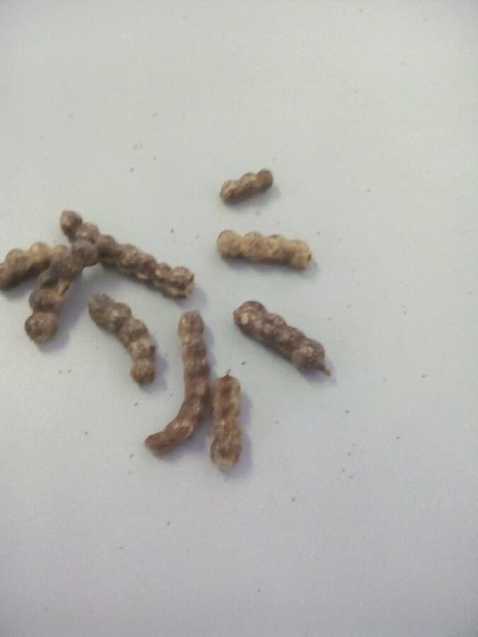 Prosopis 3