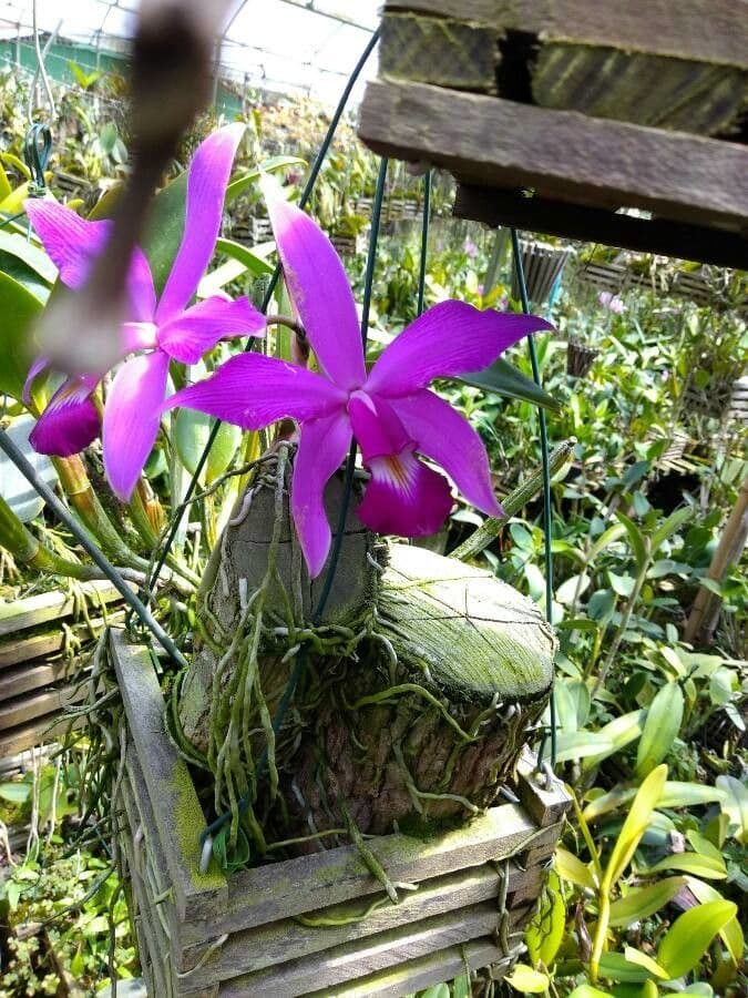 Cattleya viola