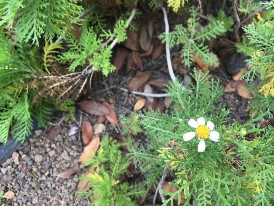 Gonospermum 2