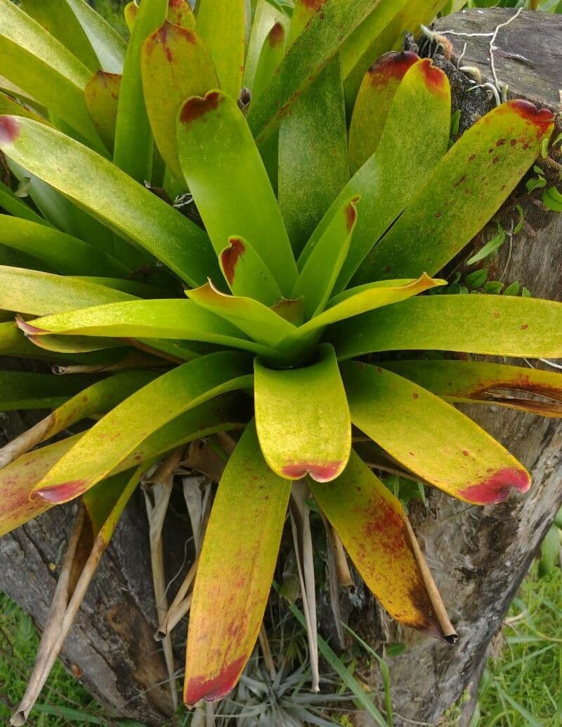 Aechmea 12