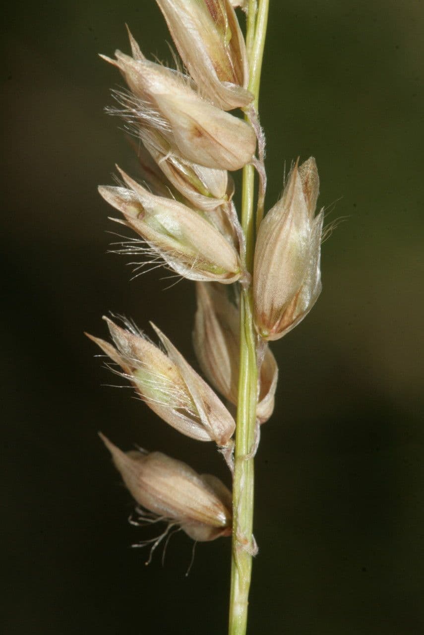 Mélique améthyste 3