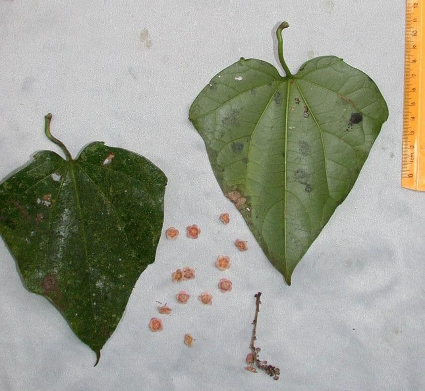 Fevillea cordifolia 17
