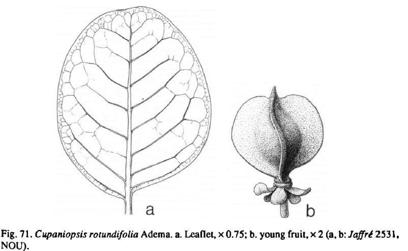 Cupaniopsis