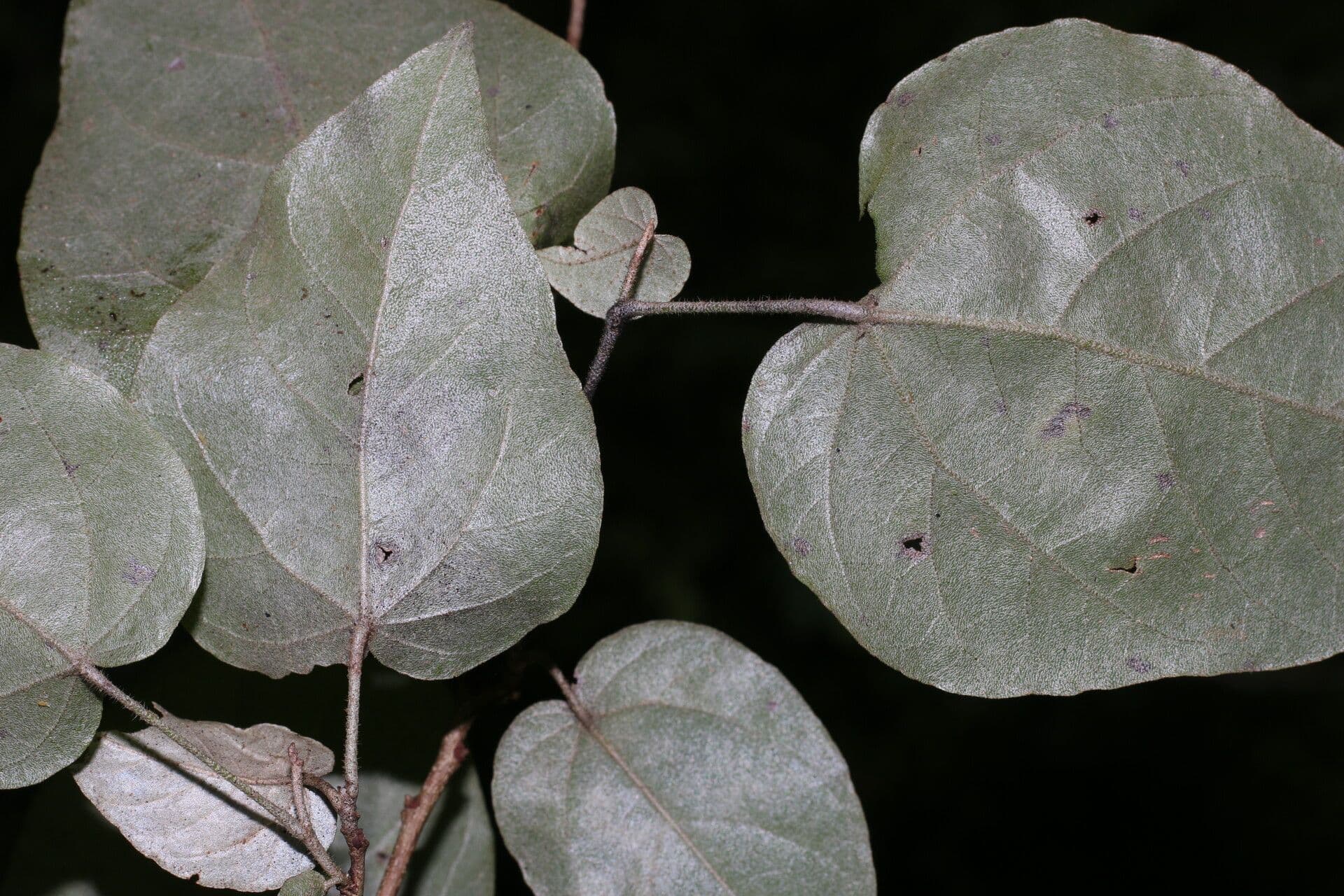 Croton niveo 10