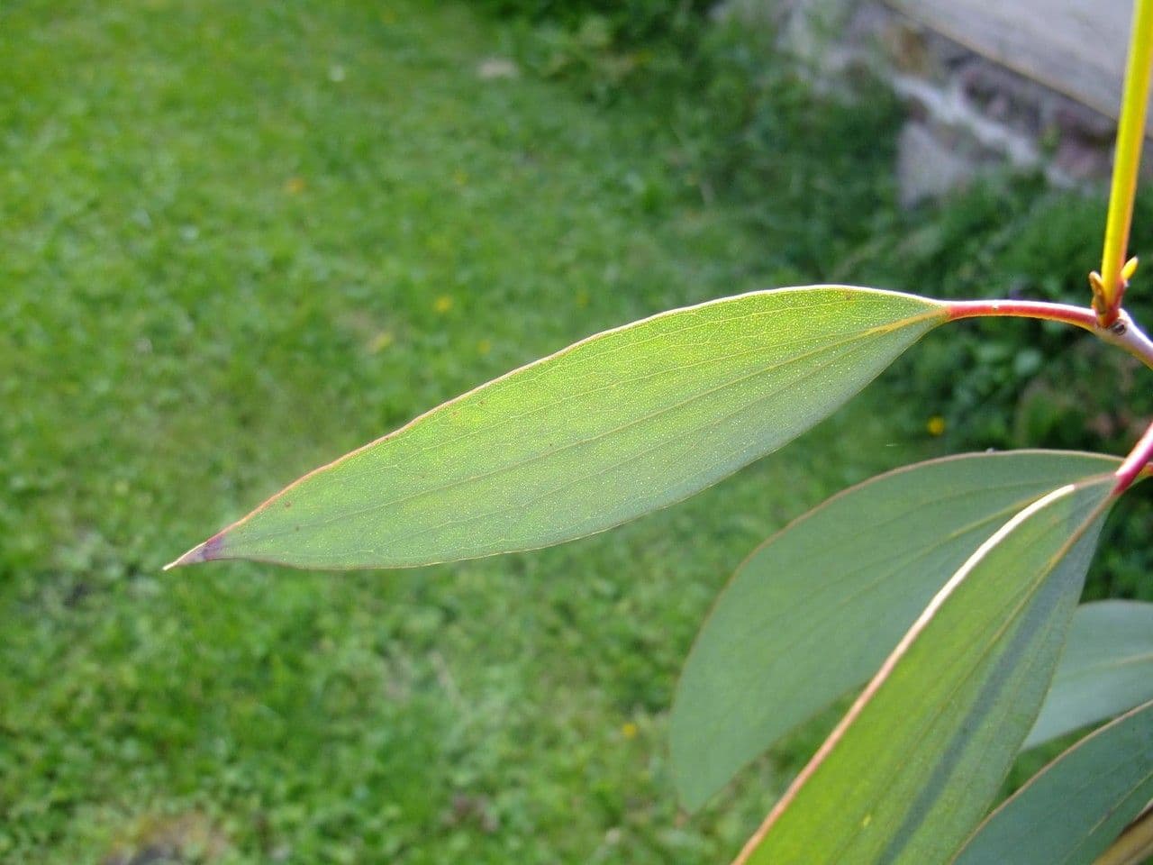 Schnee-Eukalyptus 15