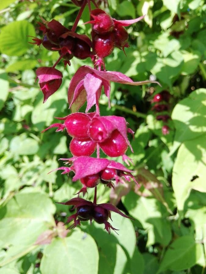 Leycesteria