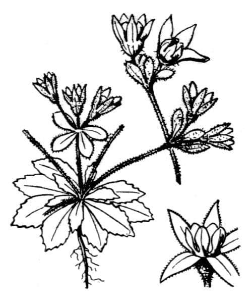 Androsace maxima 23