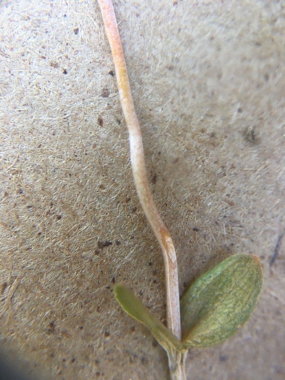 Cicendia filiformis 18